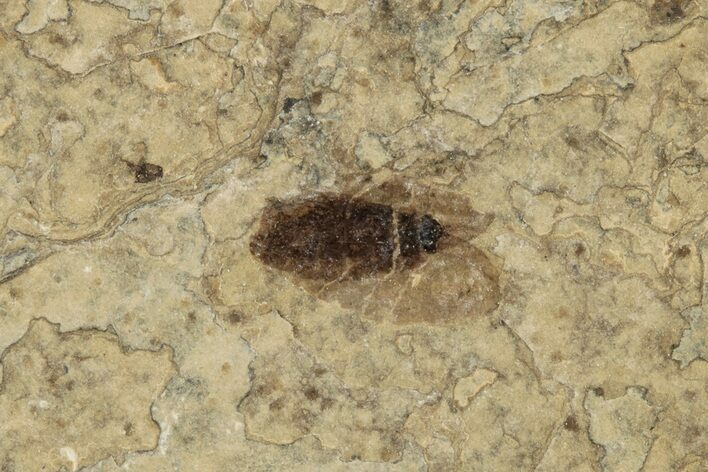 Detailed Fossil March Fly (Plecia) - Wyoming #245708